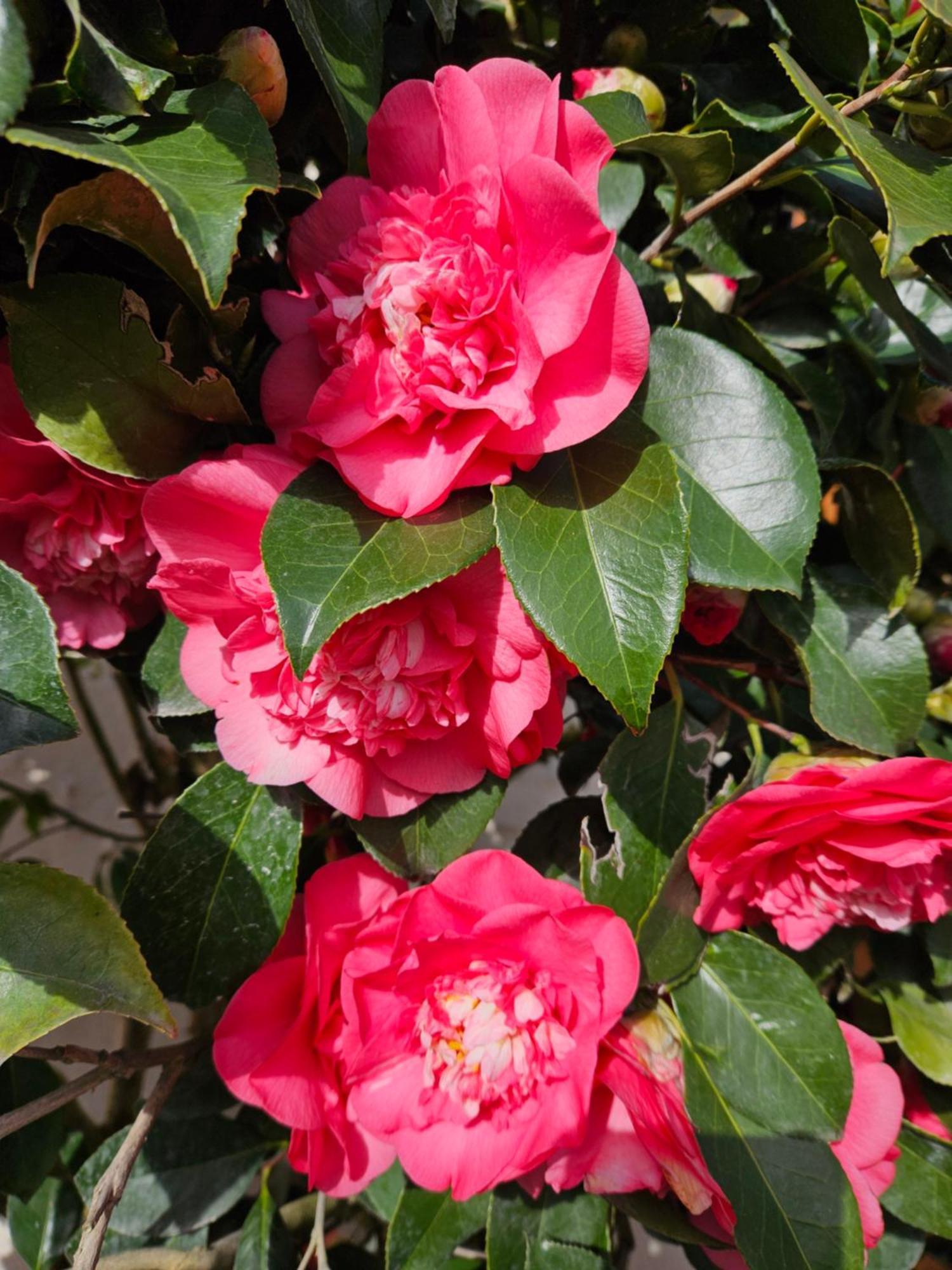 Les Camelias Villa Selles sur Cher Bagian luar foto